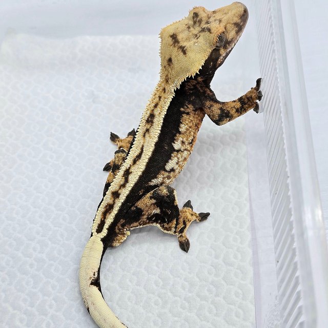 100% Het Axanthic Tri Quad Full Pinstripe Super Stripe