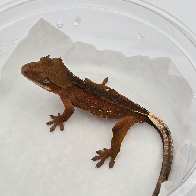 레드 바이 화이트포트홀