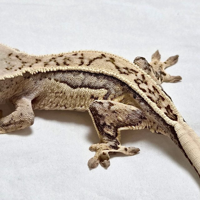 풀핀 쿼드 화이트