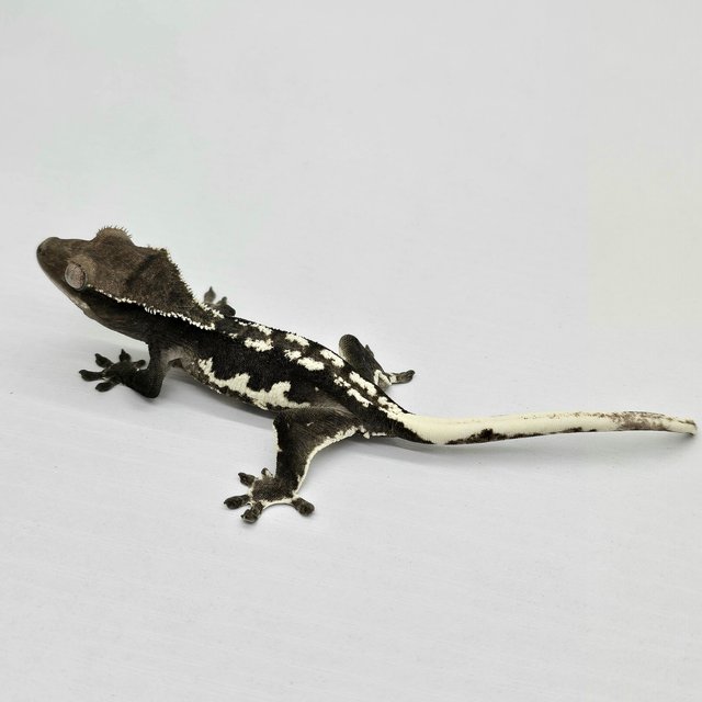 Lilly Axanthic