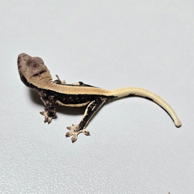 Lilly 100% Het Axanthic Solid Back