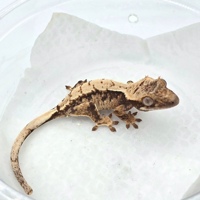 트라이 드리피 익스트림할리퀸 할리퀸