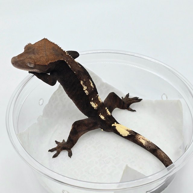 세이블 100%헷아잔틱