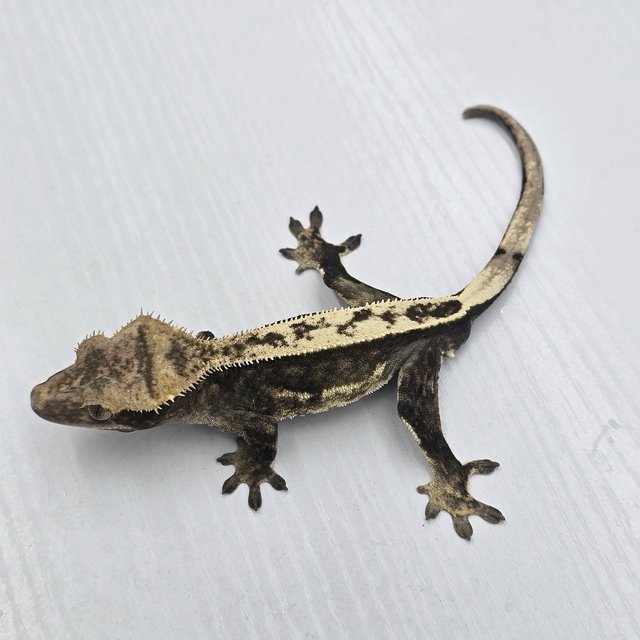 100%헷아잔틱 풀핀 쿼드