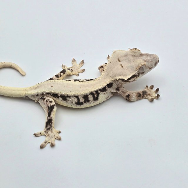 릴리화이트 솔리드백