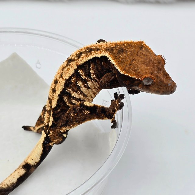 텐저린 트라이 세이블