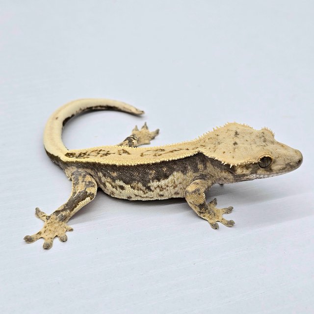 100% Het Axanthic Super Stripe