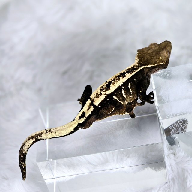 세이블 다크 트라이