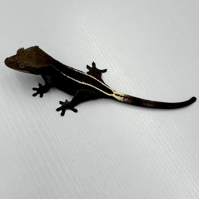 Axanthic Full Pinstripe Black