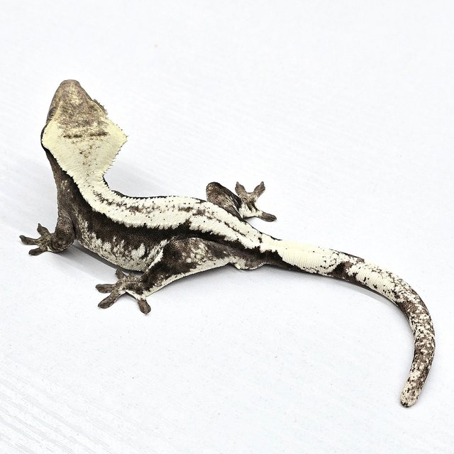 Solid Back Drippy Axanthic White Crown White Spot