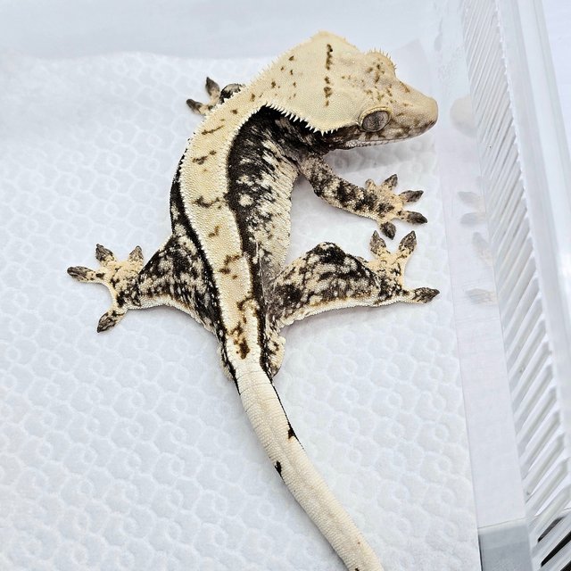 100% Het Axanthic