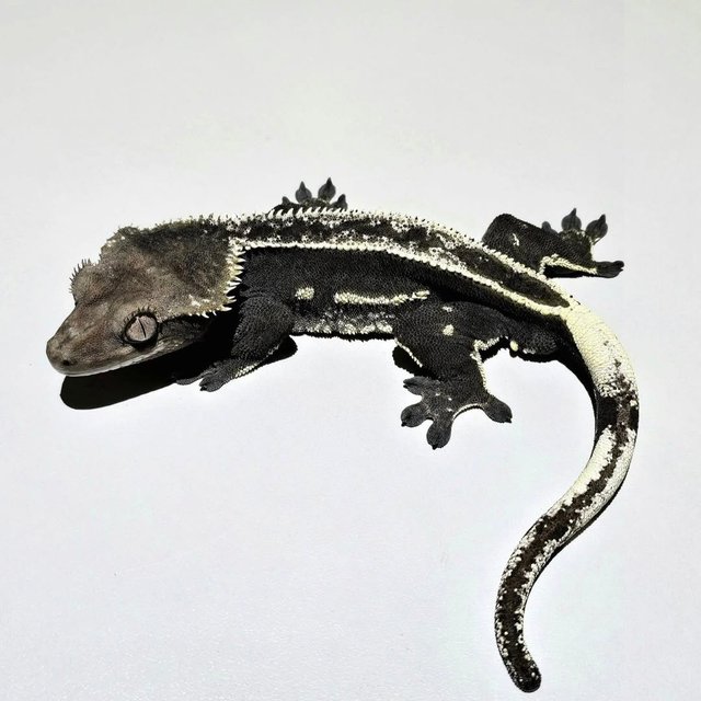 Axanthic Quad Full Pinstripe