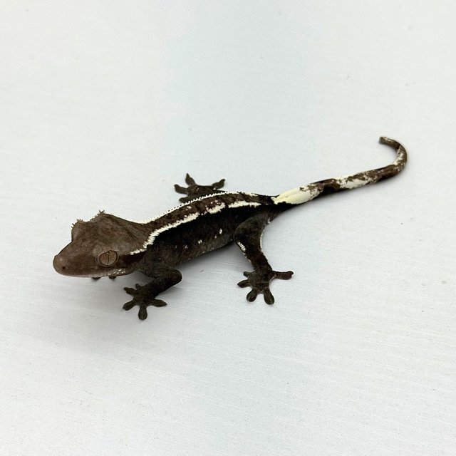 Axanthic