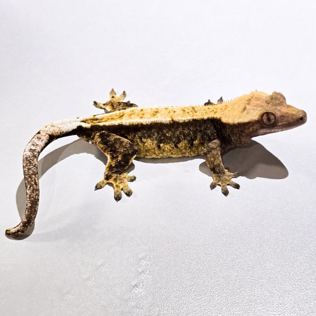 트라이 100%헷아잔틱