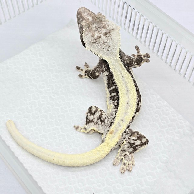 Super Stripe Lilly Axanthic White Spot