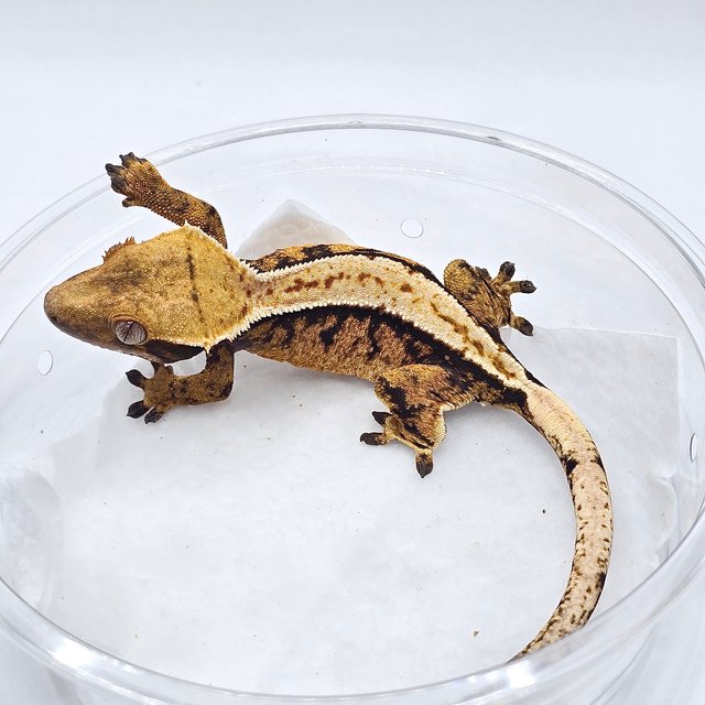 텐저린 트라이 화이트핀 풀핀