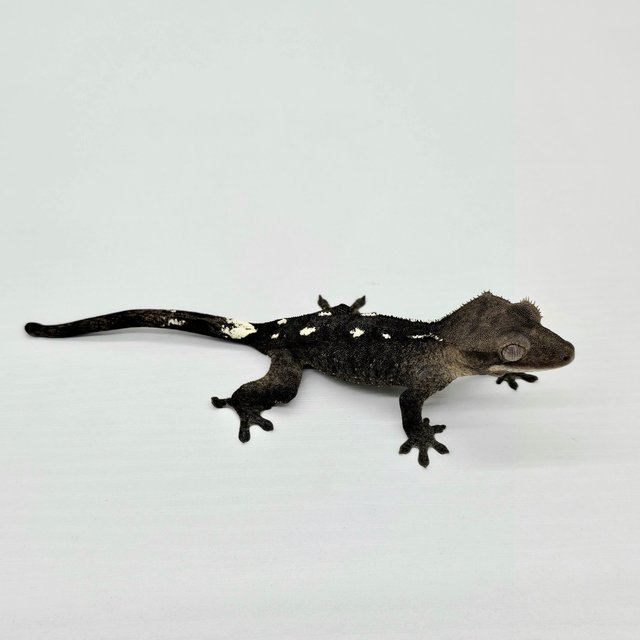 Axanthic