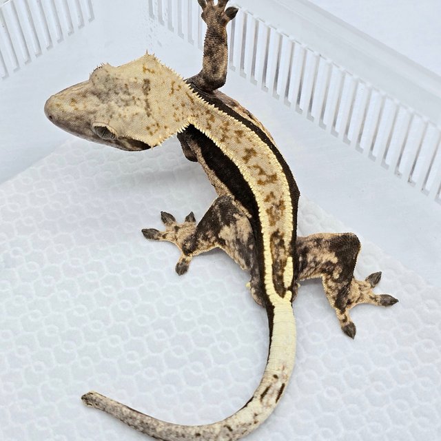 100% Het Axanthic Quad