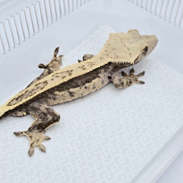 Lilly 100% Het Axanthic Super Stripe Full Pinstripe Quad
