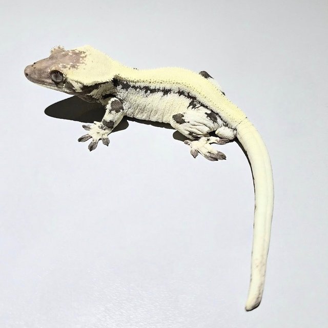 Lilly 100% Het Axanthic Sable
