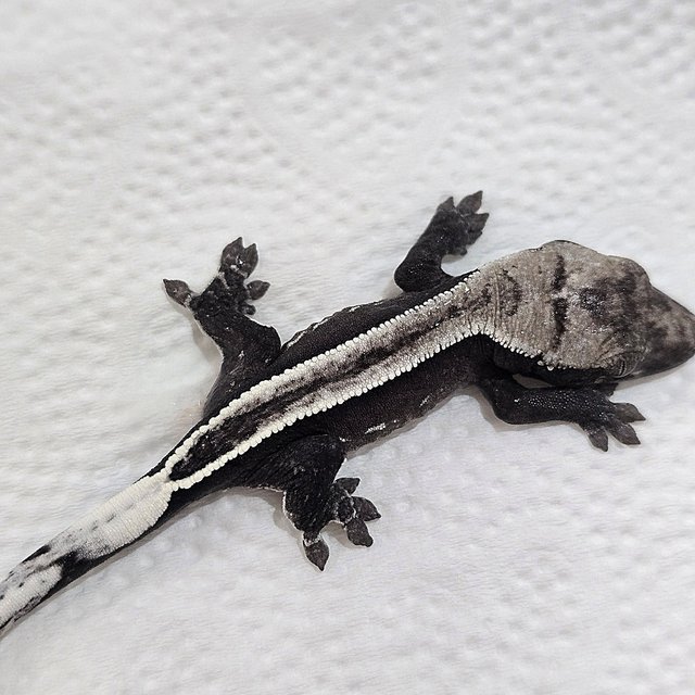 아잔틱 슈퍼스트라이프 풀핀