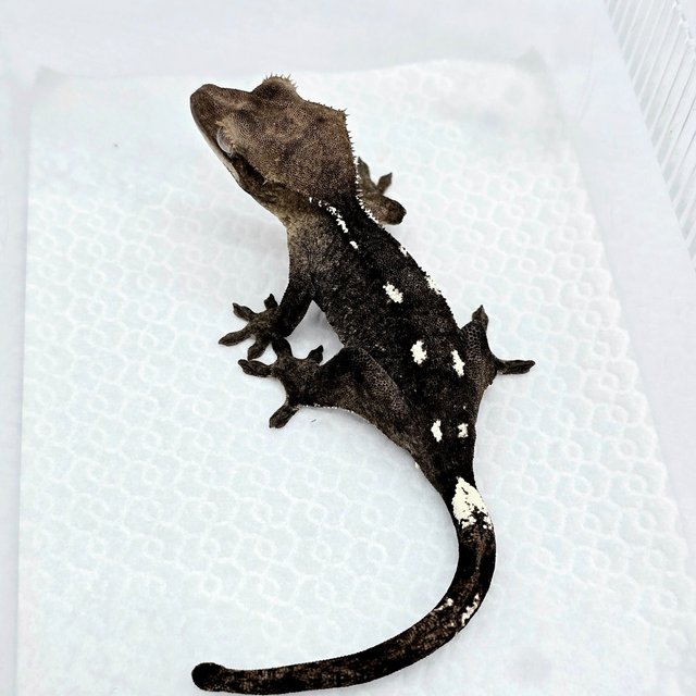 Axanthic