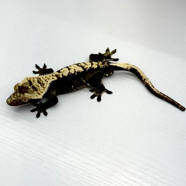 100% Het Axanthic Flame Black