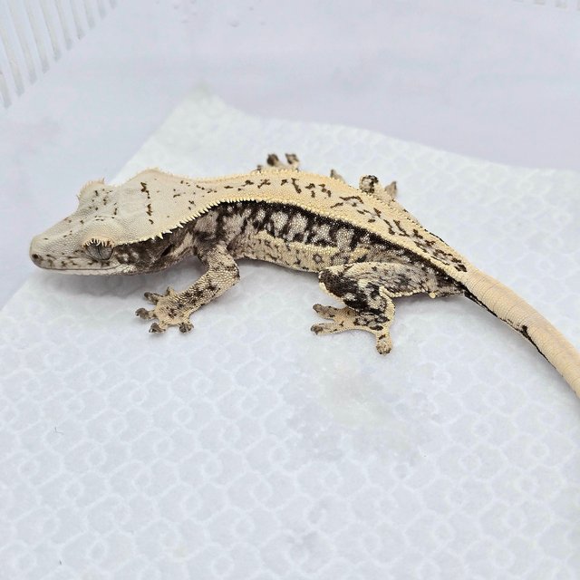 Tri Drippy Quad Full Pinstripe White Spot