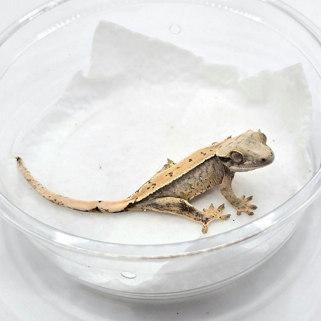 노멀 트라이 화이트스팟