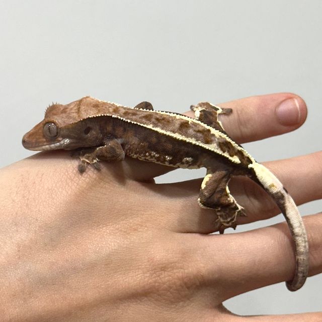카푸치노 트라이 핀스트라이프