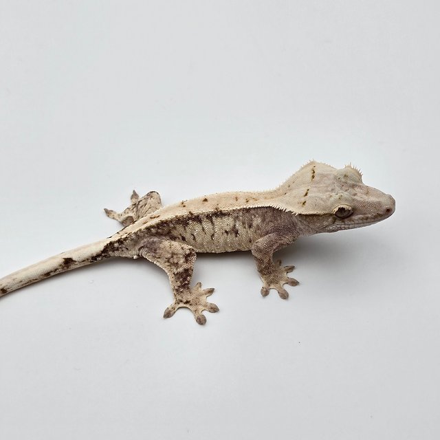 드리피 화이트스팟