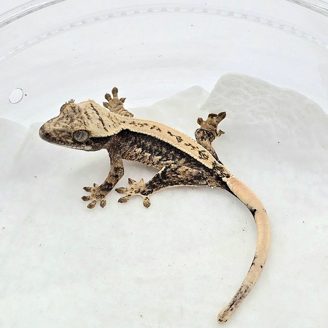 노멀 풀핀 쿼드