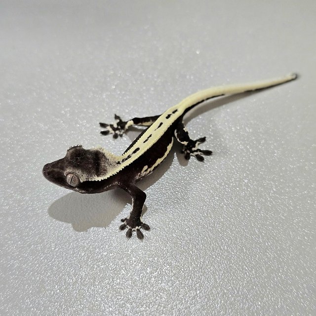 Lilly Axanthic