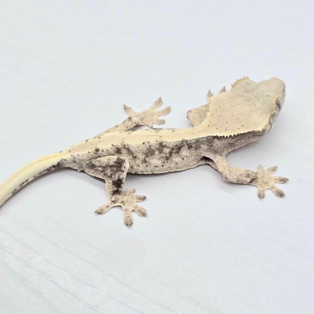 Lilly 100% Het Axanthic