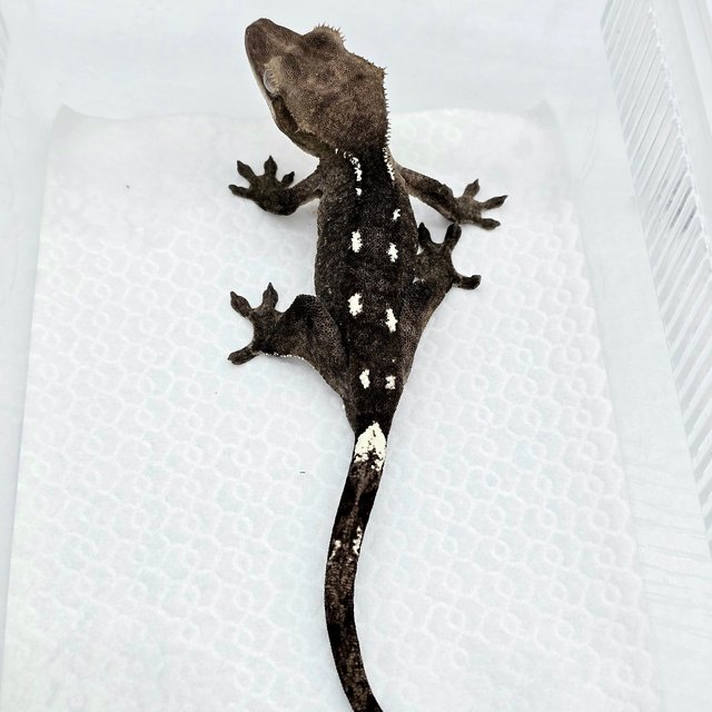 Axanthic