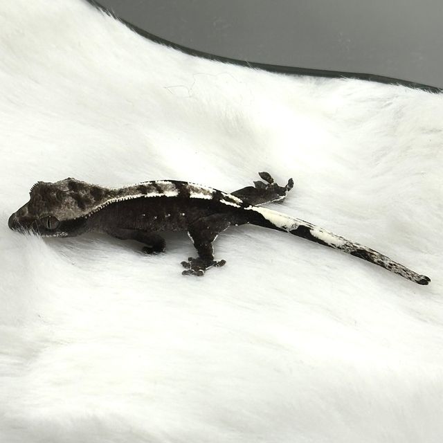 아잔틱
