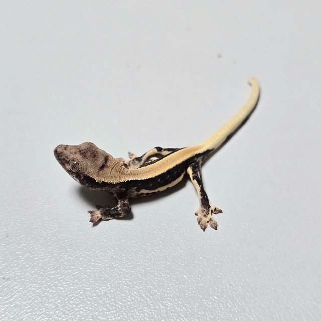 Lilly 100% Het Axanthic Solid Back