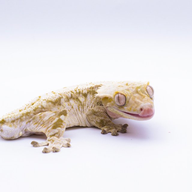 화이트 드리피 화이트스팟