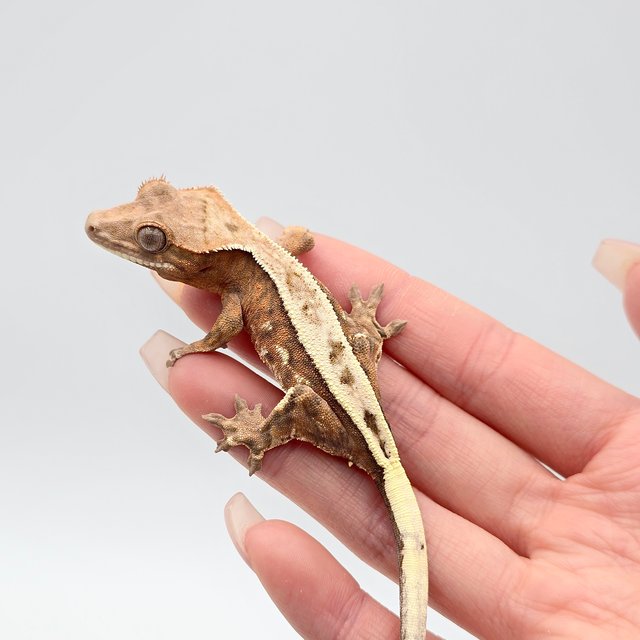 세이블 트라이 텐저린 솔리드백