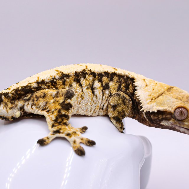 트라이 화이트스팟 드리피