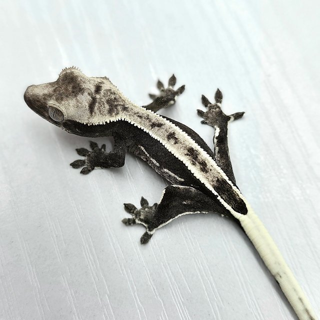 Axanthic Full Pinstripe Quad