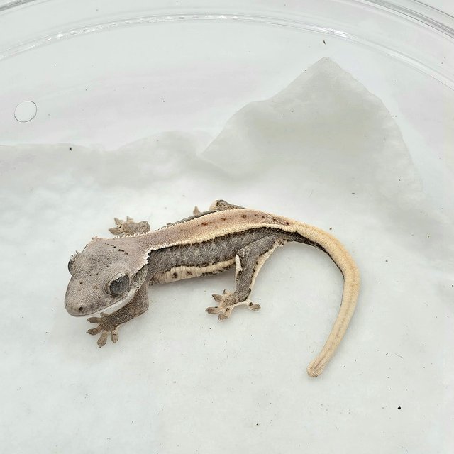 릴리100%헷아잔틱 솔리드백 풀핀