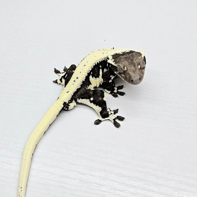 Lilly Axanthic