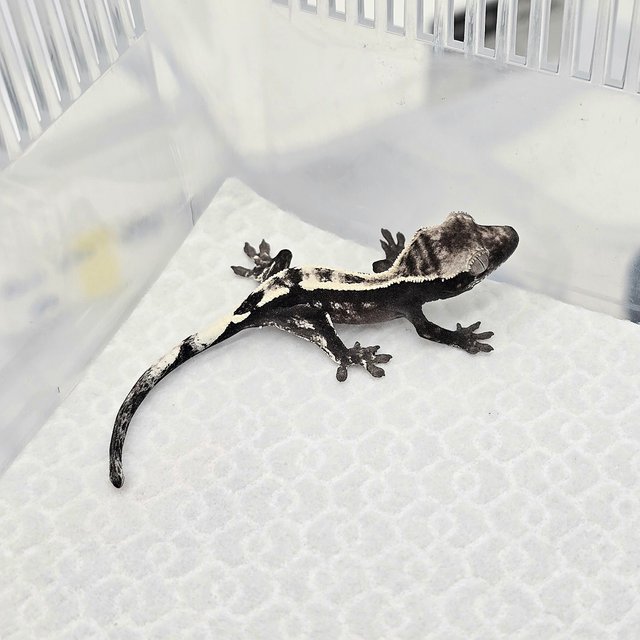 Sable Axanthic