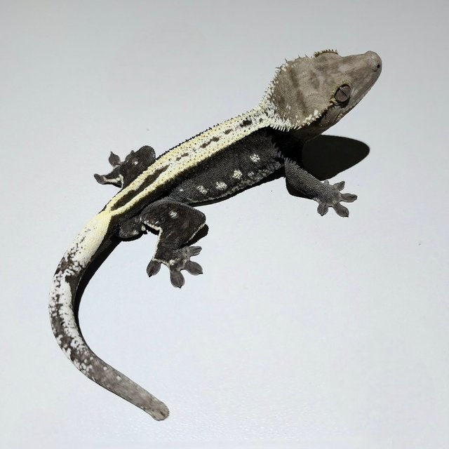 Axanthic