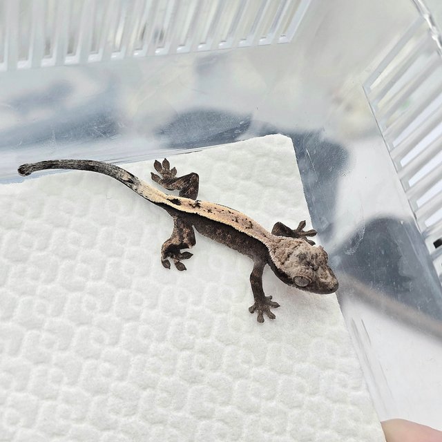 Sable 100% Het Axanthic