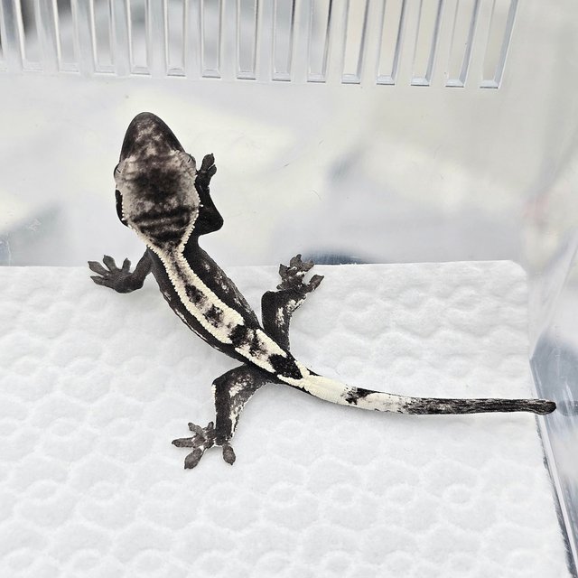Sable Axanthic