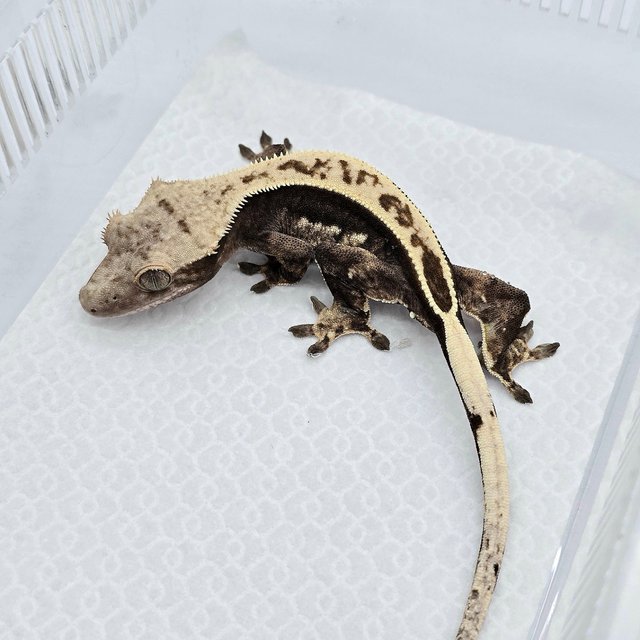 100% Het Axanthic Quad Full Pinstripe Black