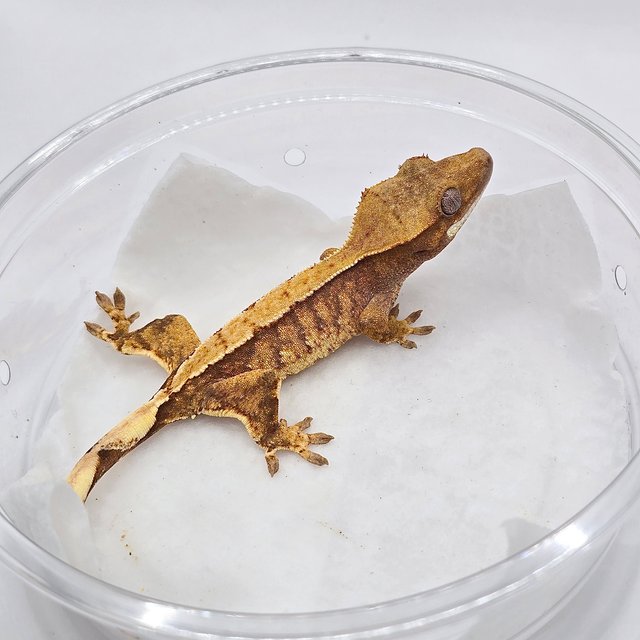 노멀 트라이 크림