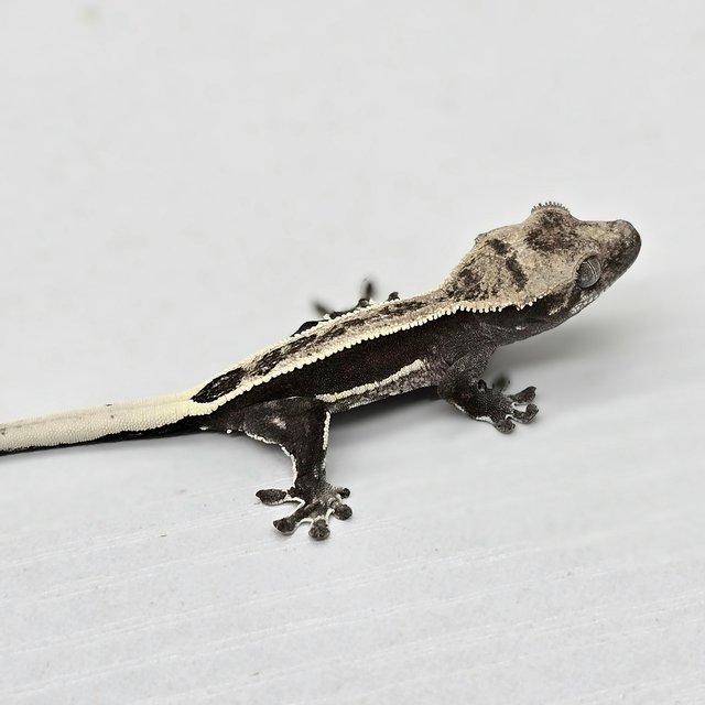 Axanthic Quad Super Stripe